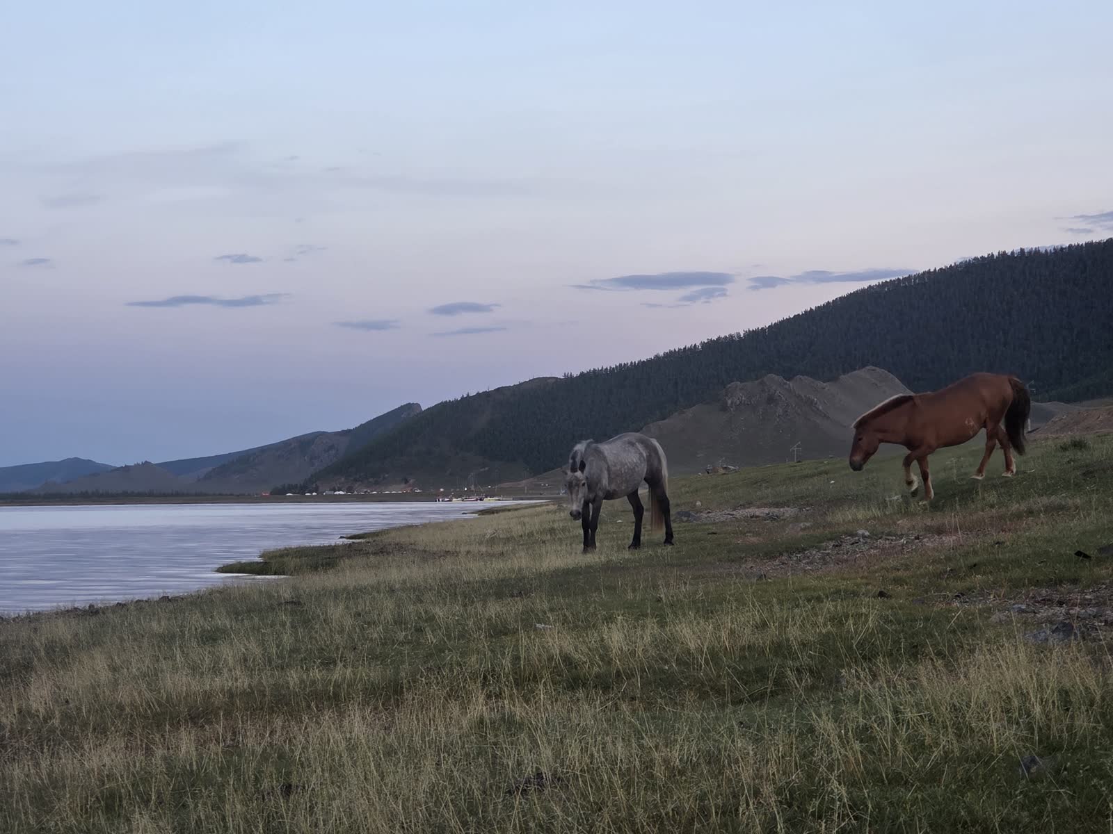 夕暮れの湖畔の草地で草を食む2頭の馬